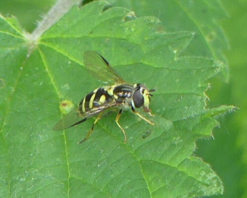Stripe-backed Brusheye