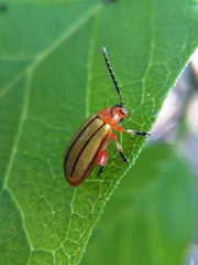 Disonycha stenosticha