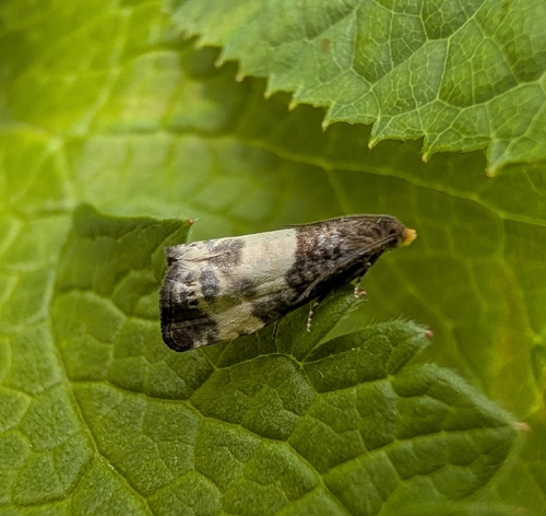 Yellow-faced Bell
