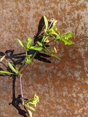 Lysimachia lanceolata