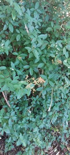 Common Privet