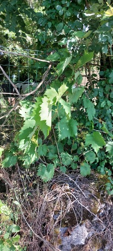 wine grape