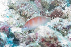 Pseudocheilinus evanidus