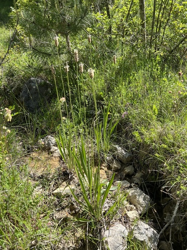 Plantago altissima, photograph 6