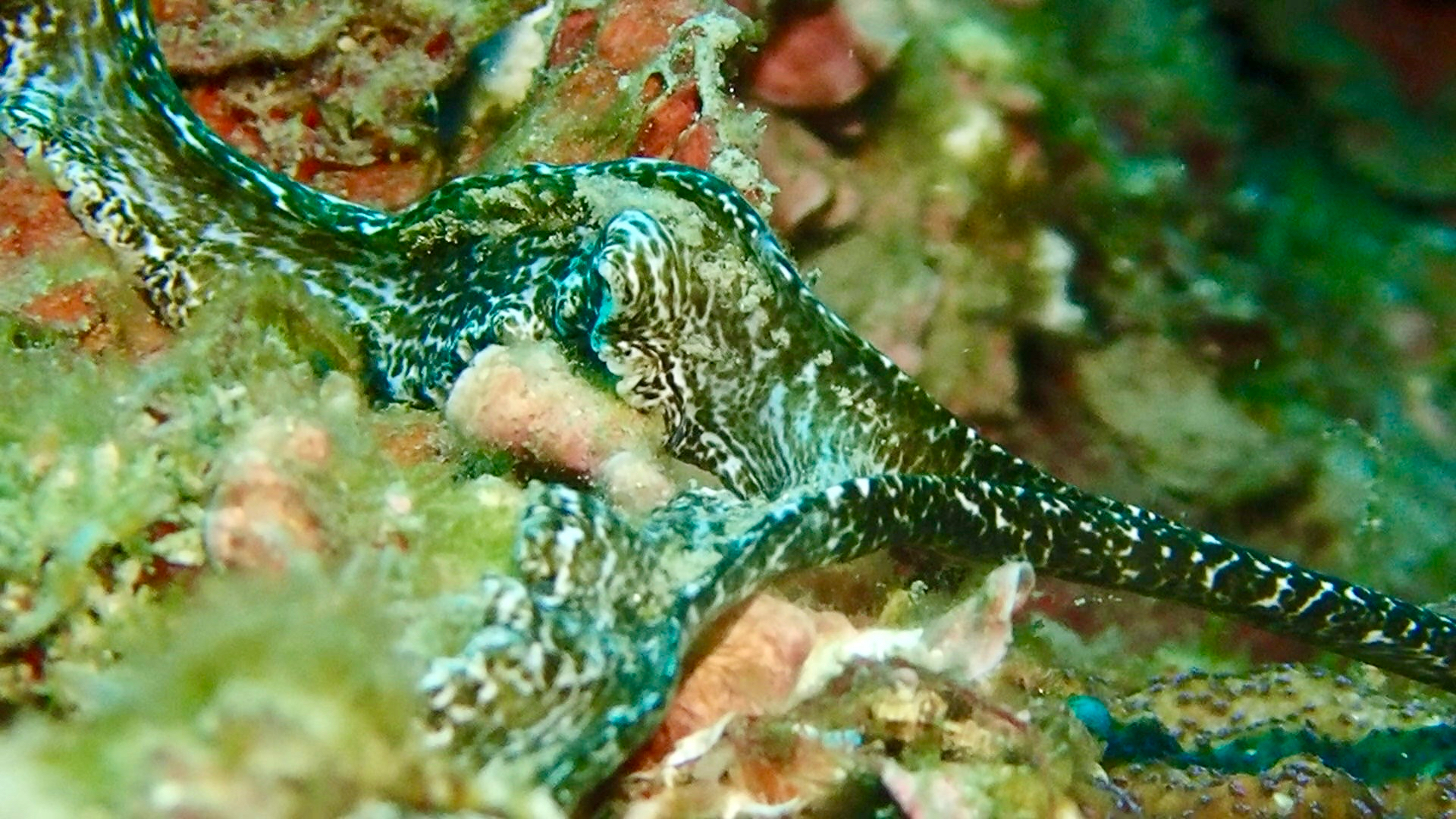 Ikedella misakiensis (Ikeda, 1904)