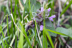 Apis mellifera