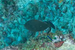 Melichthys indicus