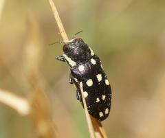 Diphucrania duodecimmaculata