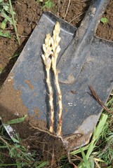 Phelipanche arenaria