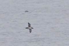 Puffinus mauretanicus