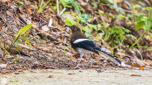 White-crowned Forktail