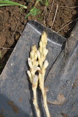 Phelipanche arenaria