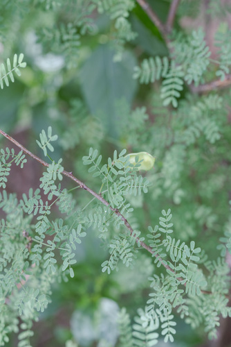 Mimosa texana, photograph 2