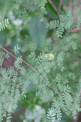 Mimosa texana, photograph (c) Victor Engel, some rights reserved (CC BY)