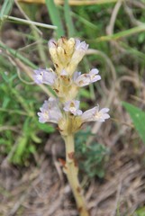 Phelipanche arenaria