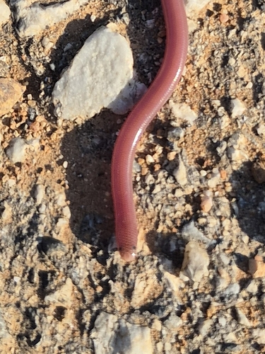 Eurasian Blind Snake