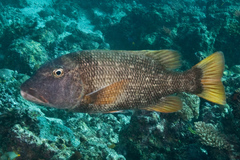 Lethrinus erythracanthus