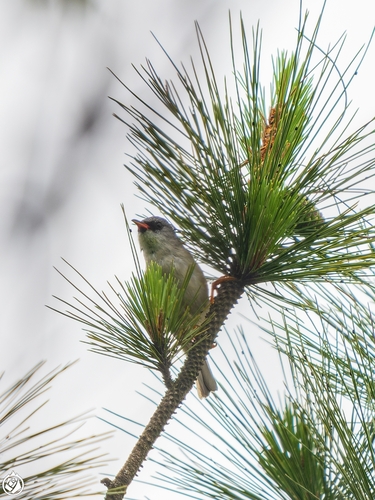 Black-chinned Yuhina