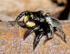 Salpesia