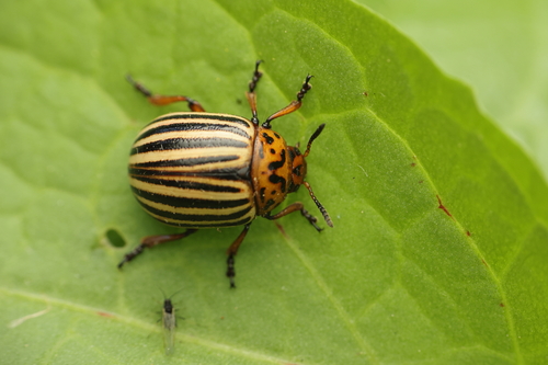 Colorado Potato Beetle