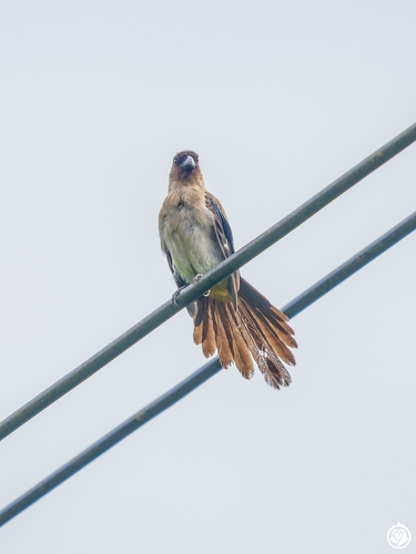 Gray Treepie