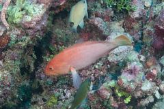 Cephalopholis spiloparaea