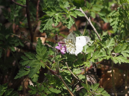 orange-tip