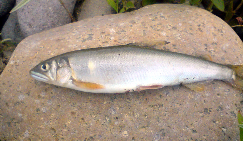 Ayu Sweetfish