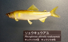 Ayu Sweetfish photo 2