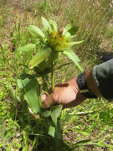Wyethia glabra, photograph 2