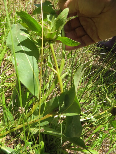 Wyethia glabra, photograph 3