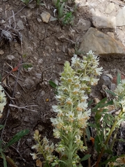 Reseda duriaeana image