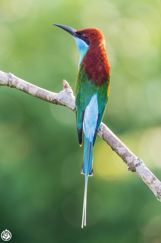 Blue-throated Bee-eater