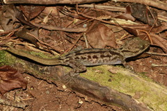 Cyrtodactylus