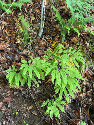 northern maidenhair fern
