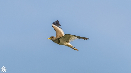 Grey-headed Lapwing