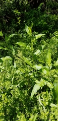 Rumex altissimus