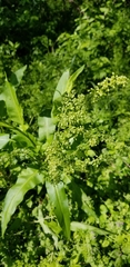 Rumex altissimus