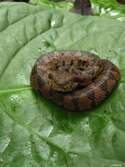 Metlapilcoatlus olmec