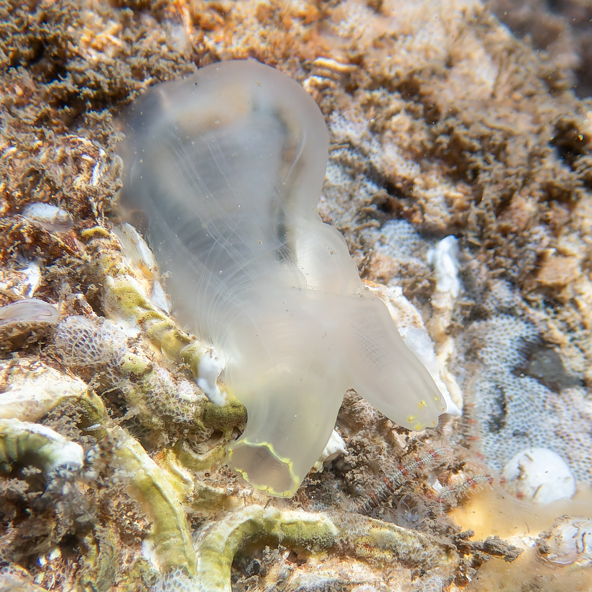 Ciona intestinalis (Linnaeus, 1767)