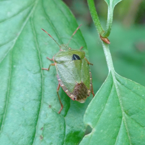 Green Shield Bug