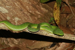 Trimeresurus vogeli