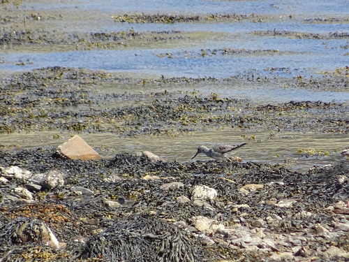 iNaturalist image