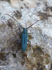 Phytoecia caerulescens