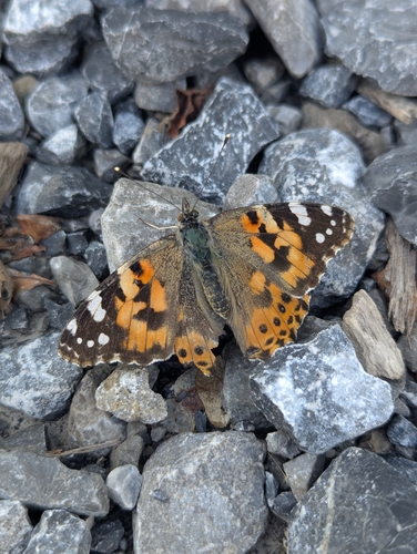 Painted Lady