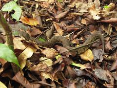 Metlapilcoatlus olmec