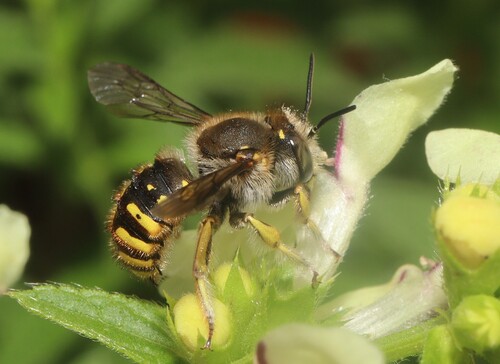 European Woolcarder Bee