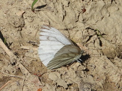Pieris napi