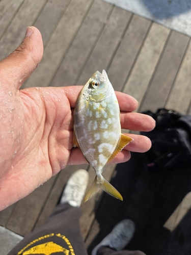 Yellow jack (Carangoides bartholomaei) — Carangidae — 2