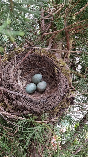 Amsel